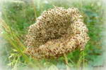 هویج وحشی